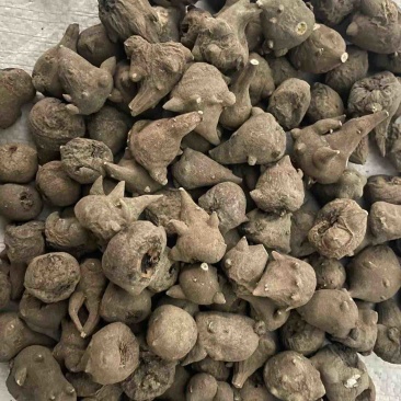 天雄保真保量包邮1公斤也是批发炮附子