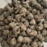天雄保真保量包邮1公斤也是批发炮附子