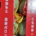 【实力】海南哈密瓜晓蜜25，全国整车走货，保质保量
