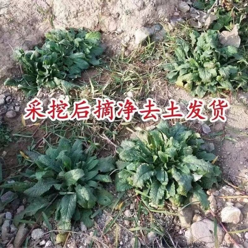 鲜蛤蟆草现挖现发，干蛤蟆草，去根去黄叶子，水洗自然晾干