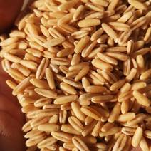 国产裸燕麦，大量有货，品质保证，欢迎大家来电