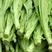 油麦菜长40公分，中棵，意大利5至8两一棵，绿色，无拉边。