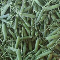豌豆荚豆小金豆大量上市全国各地发货价格便宜需要的老板欢迎