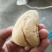 鸡宝