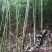 苦竹笋甜竹笋鲜竹笋带壳发货野生山竹笋大山里苦笋新鲜蔬菜