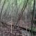 苦竹笋甜竹笋鲜竹笋带壳发货野生山竹笋大山里苦笋新鲜蔬菜