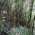 苦竹笋甜竹笋鲜竹笋带壳发货野生山竹笋大山里苦笋新鲜蔬菜