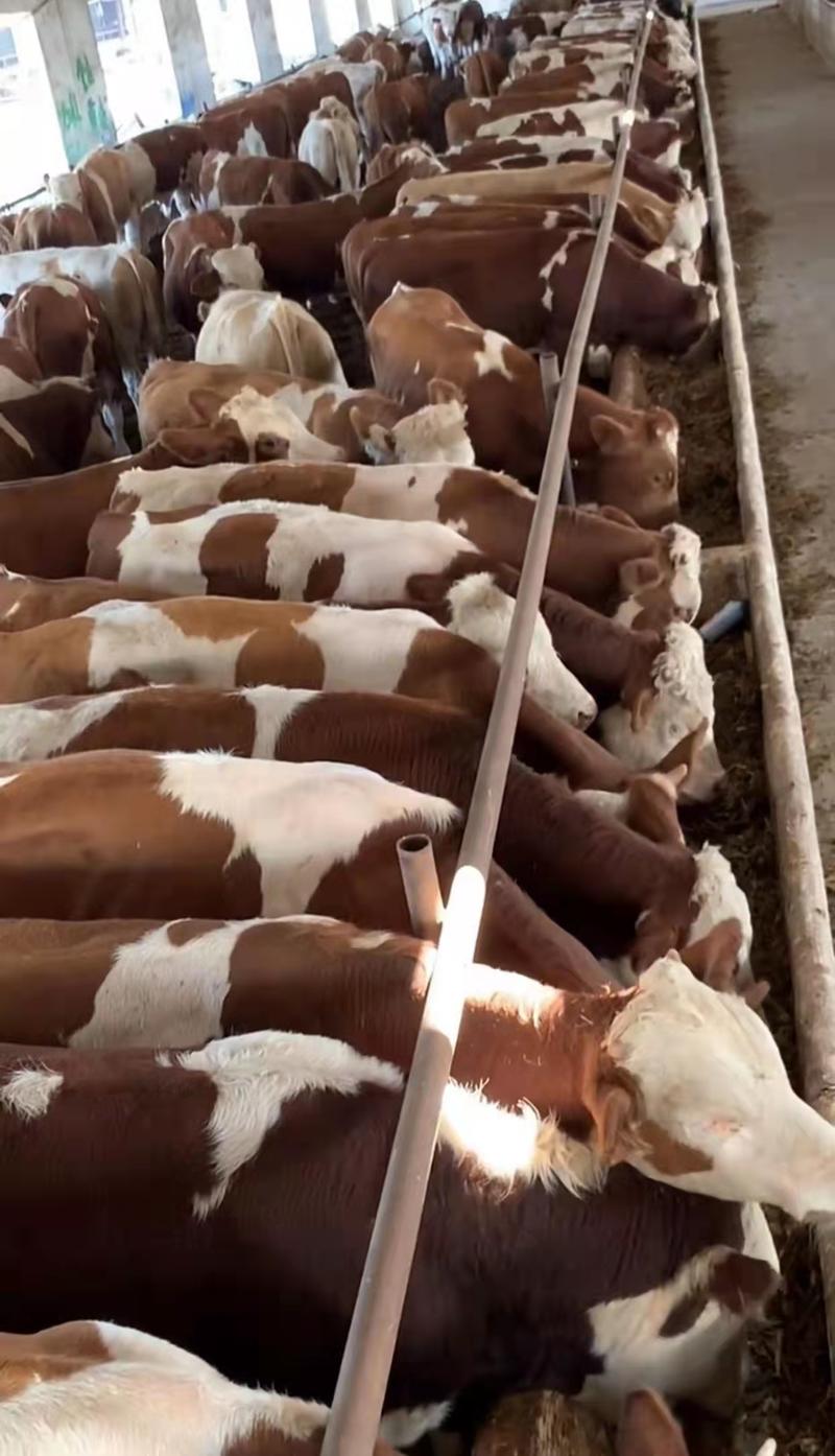 【疫苗齐全】西门塔尔牛犊养殖场直供可视频看货现场挑选