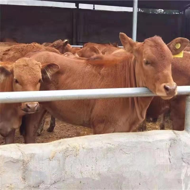 【厂家直供】鲁西黄牛犊改良黄牛犊包成活提供养殖技术