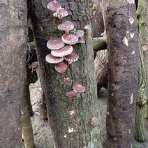 木头种香菇