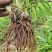 因场地需要种植其它作物，急需处理台湾黄花菜种苗，场地直发