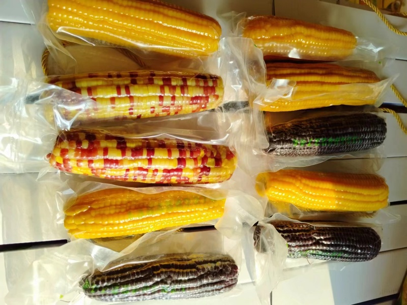 精品速冻玉米真空包装甜糯玉米保质保量供应，欢迎来电洽谈