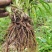 因场地需要种植其它作物，急需处理台湾黄花菜种苗，场地直发