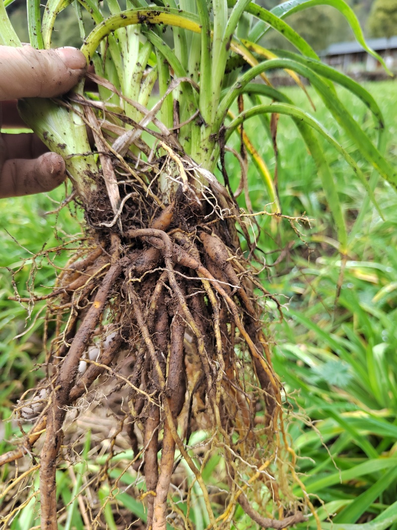因场地需要种植其它作物，急需处理台湾黄花菜种苗，场地直发