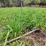 因场地需要种植其它作物，急需处理台湾黄花菜种苗，场地直发