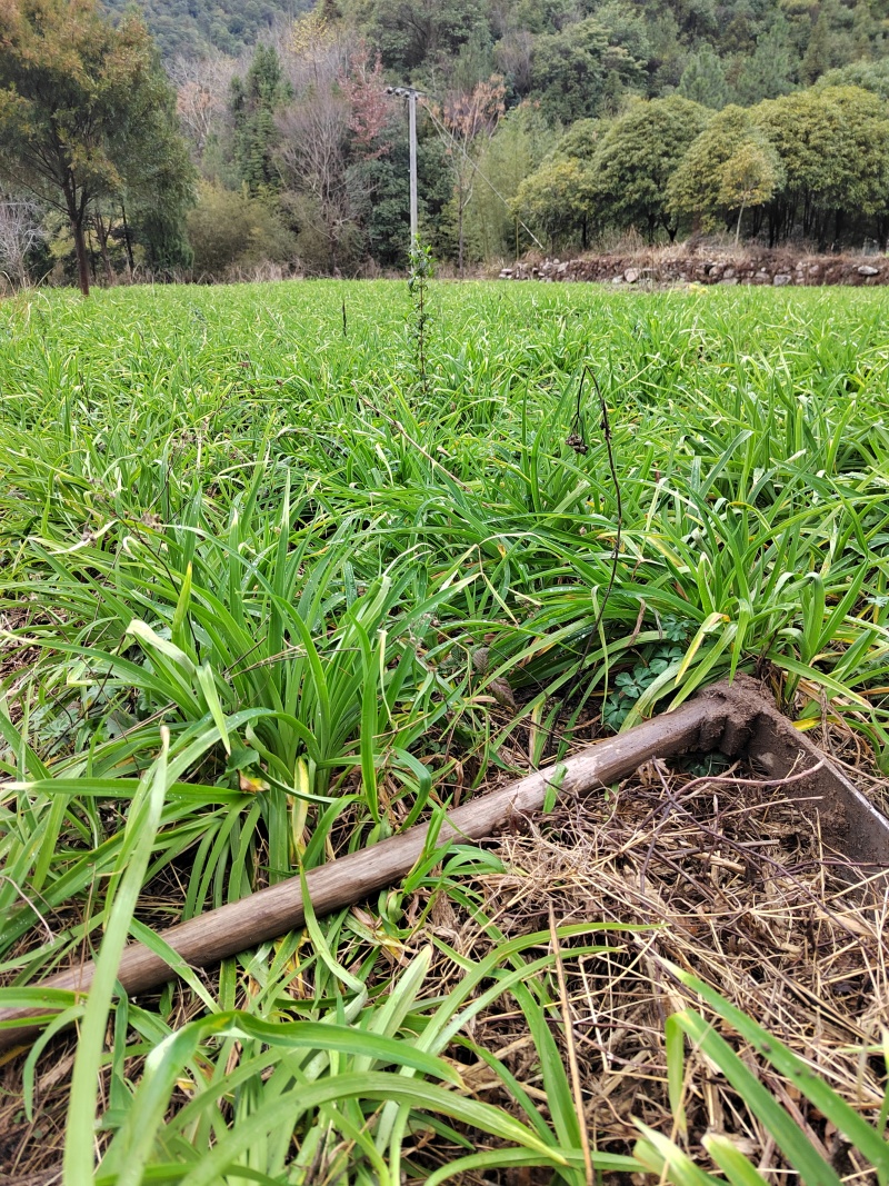 因场地需要种植其它作物，急需处理台湾黄花菜种苗，场地直发