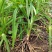 因场地需要种植其它作物，急需处理台湾黄花菜种苗，场地直发