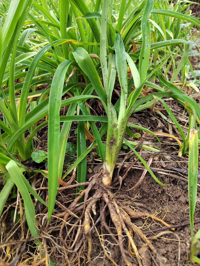 因场地需要种植其它作物，急需处理台湾黄花菜种苗，场地直发