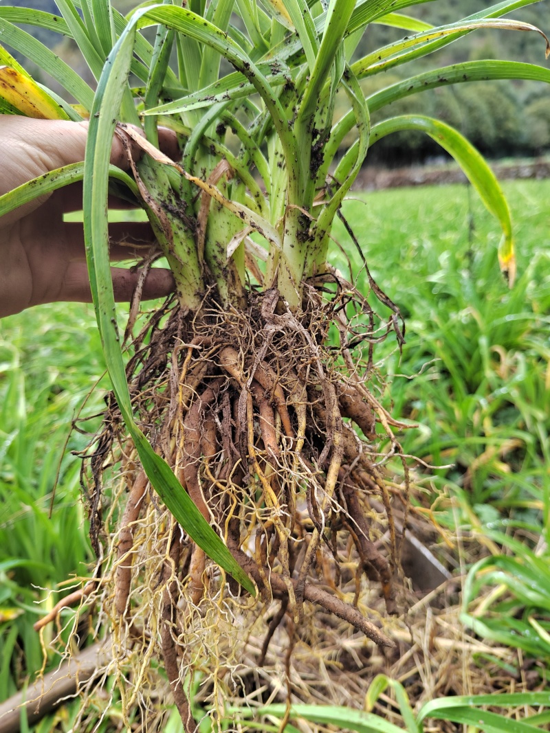 因场地需要种植其它作物，急需处理台湾黄花菜种苗，场地直发