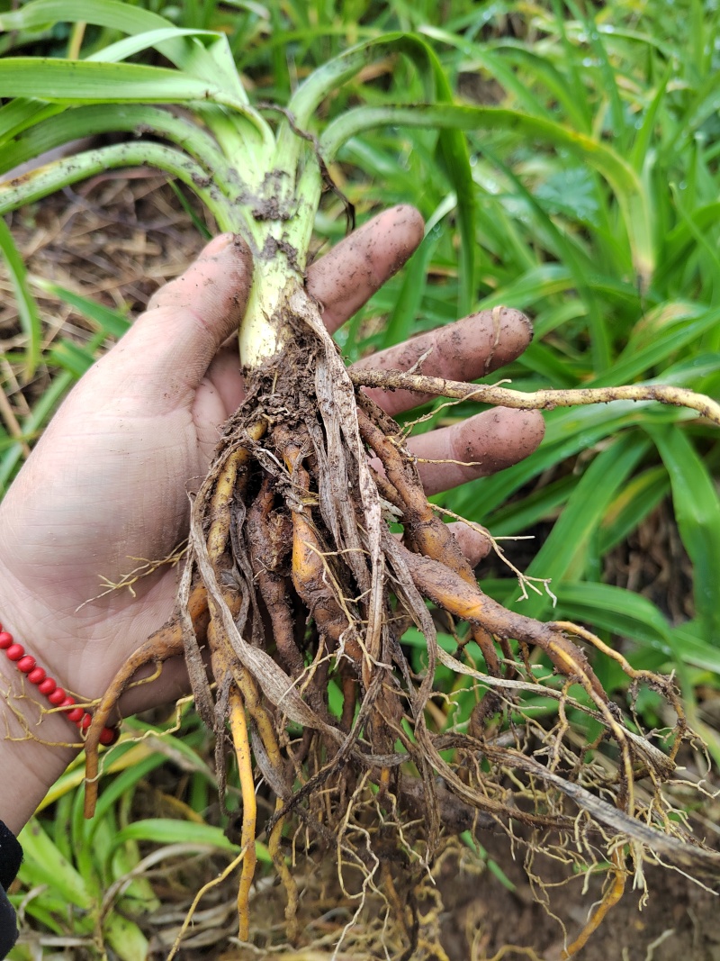 因场地需要种植其它作物，急需处理台湾黄花菜种苗，场地直发