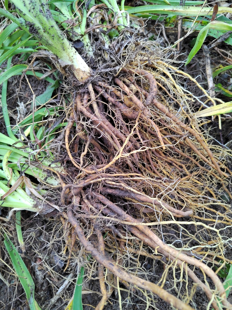 因场地需要种植其它作物，急需处理台湾黄花菜种苗，场地直发