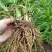 因场地需要种植其它作物，急需处理台湾黄花菜种苗，场地直发