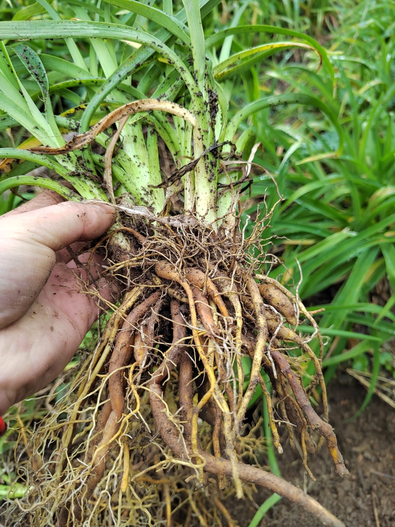因场地需要种植其它作物，急需处理台湾黄花菜种苗，场地直发