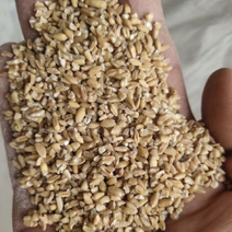 碎小麦适用于鸡鸭鹅牛羊养殖饲料添加降低养殖成本