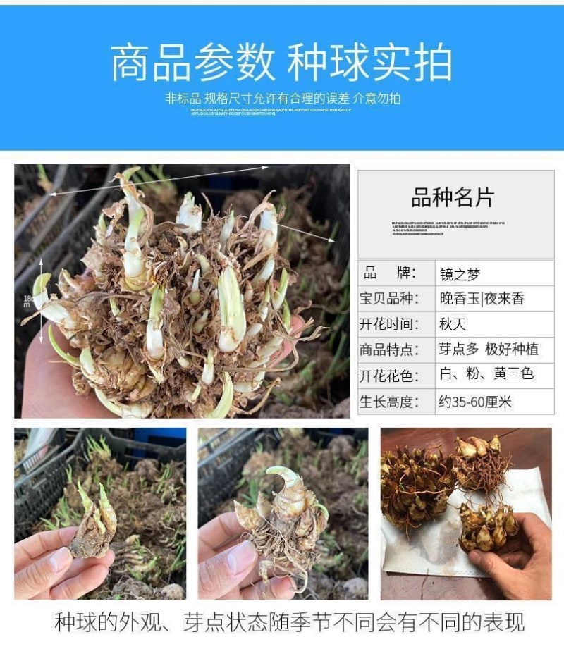 晚香玉白色粉色紫色常绿盆栽夜来香球根多年生庭院室外阳台