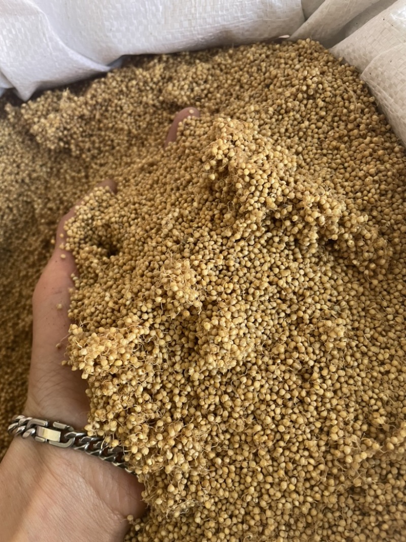 炒谷芽谷芽保庆药业炒谷芽生谷芽谷芽正品