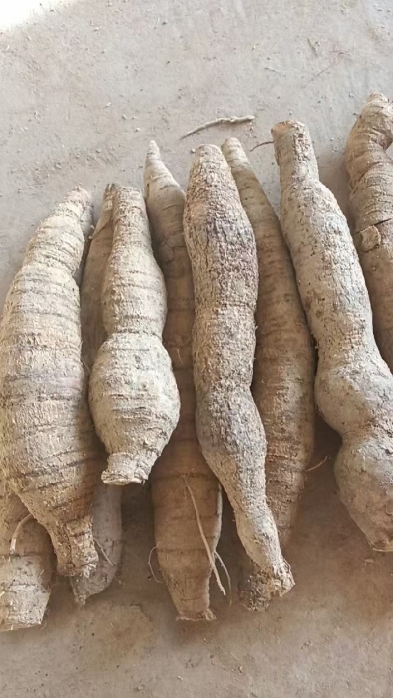 圆牛，牛大力鲜货，产地源头，基地直发，产地优势