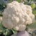 精品菜花松花菜产地直发品质保证量大从优一手货源