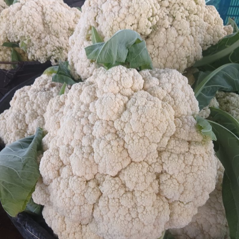 精品菜花松花菜产地直发品质保证量大从优一手货源
