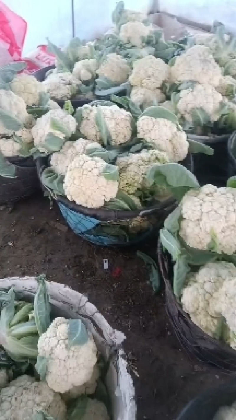 精品菜花松花菜产地直发品质保证量大从优一手货源