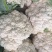 精品菜花松花菜产地直发品质保证量大从优一手货源
