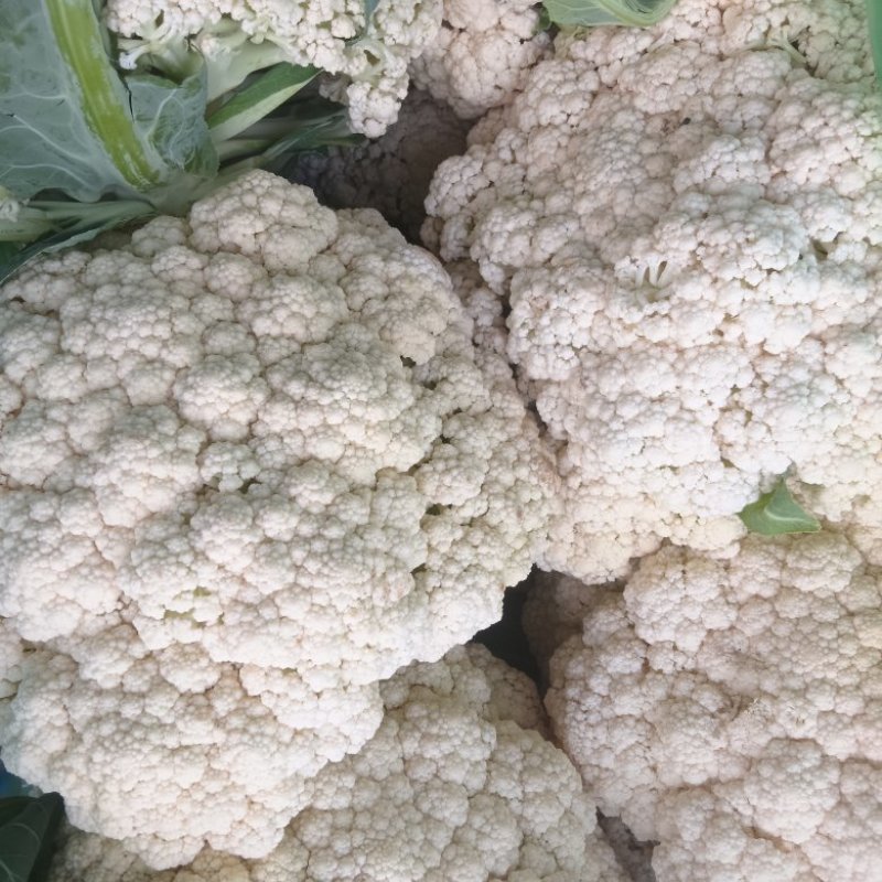 精品菜花松花菜产地直发品质保证量大从优一手货源