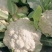 精品菜花松花菜产地直发品质保证量大从优一手货源