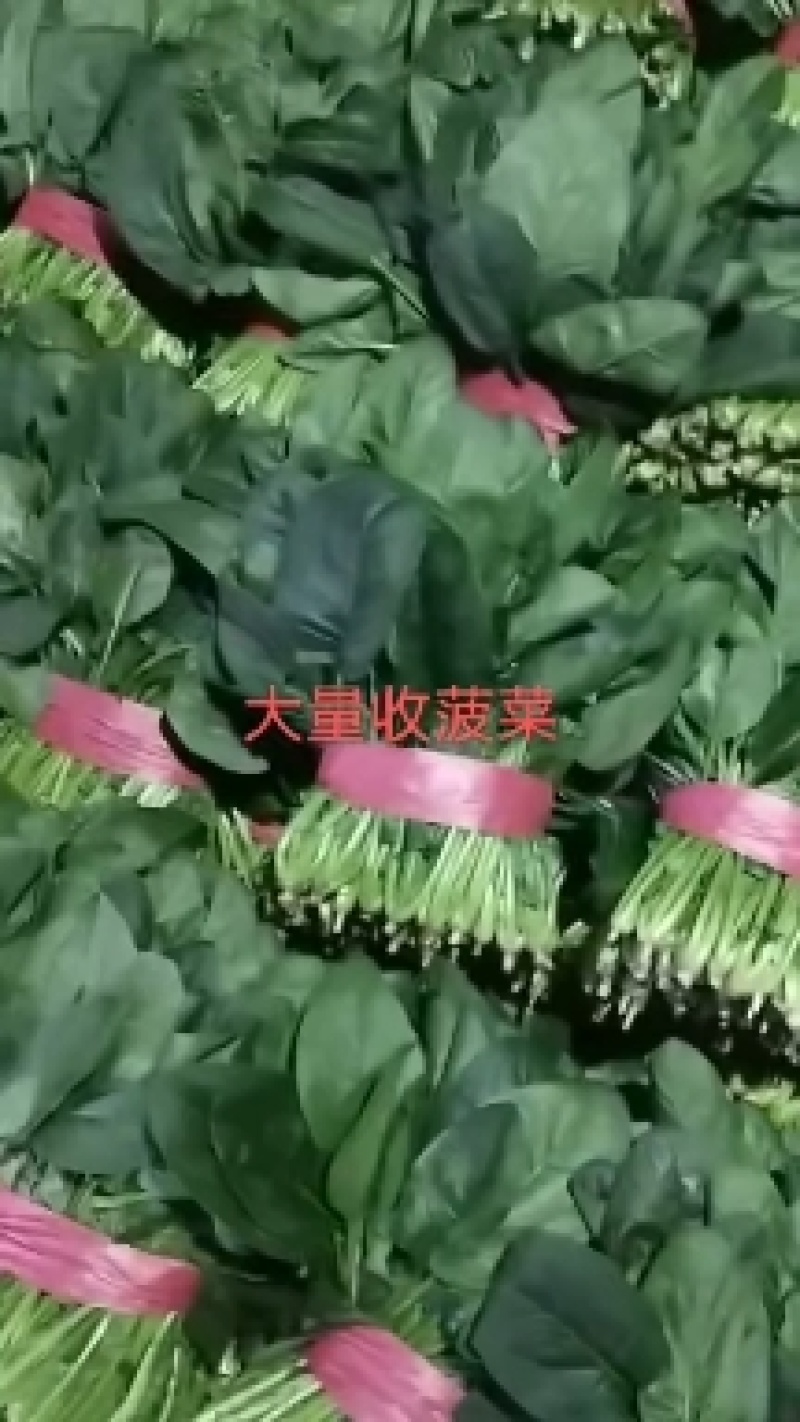 菠菜