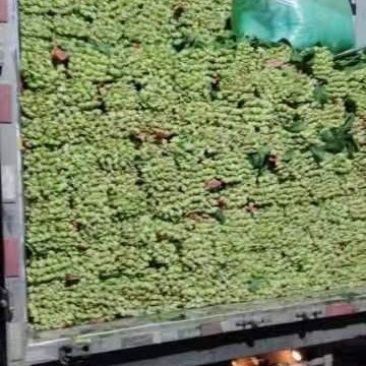 菠菜