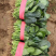 【推荐】大叶菠菜，价格低质量好耐运输，对接：市场+商超