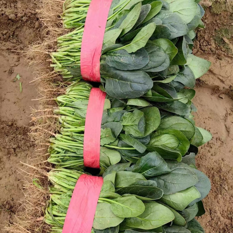 【推荐】大叶菠菜，价格低质量好耐运输，对接：市场+商超