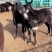 德州驴、肉驴、改良德州驴、大型肉驴养殖基地
