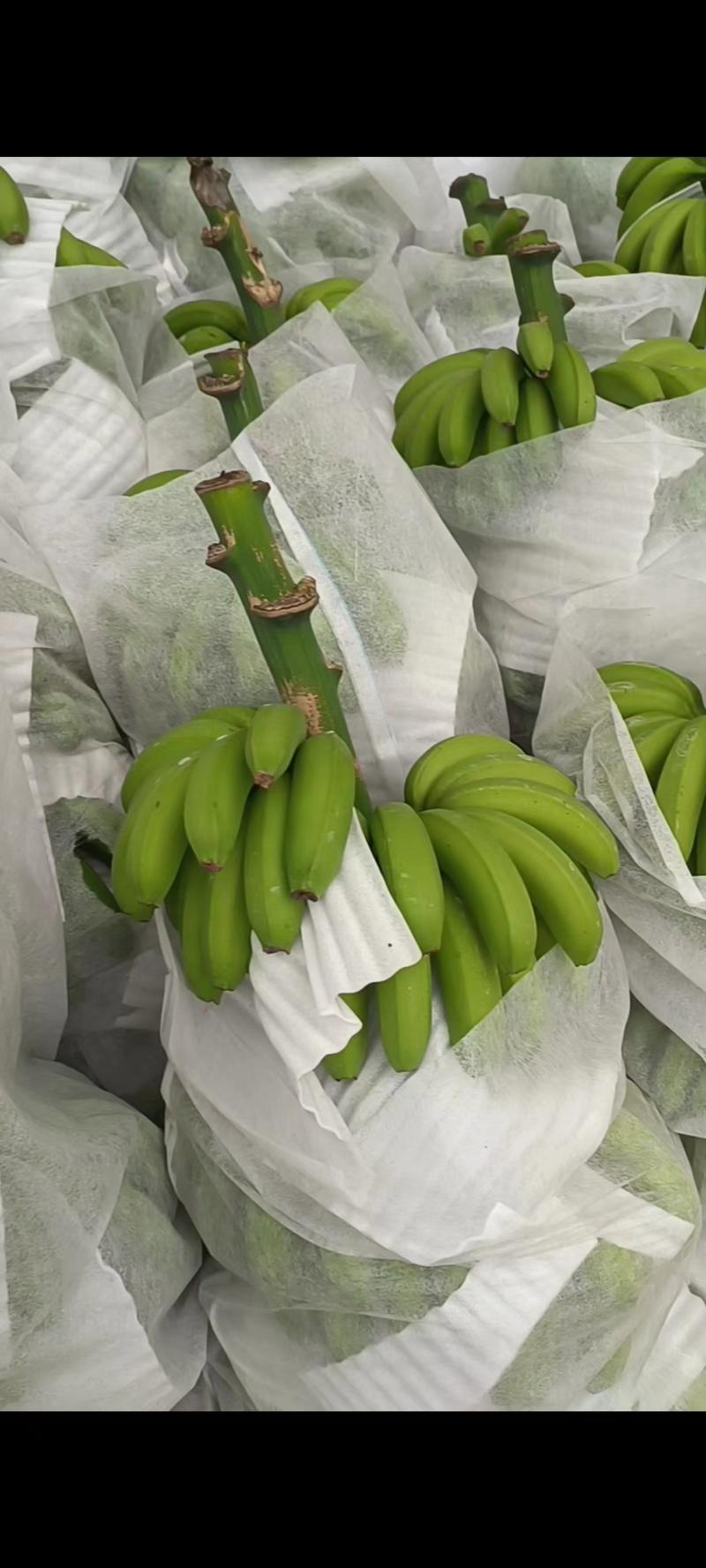 精品香蕉大量上市，货源充足，产地直发价格优惠