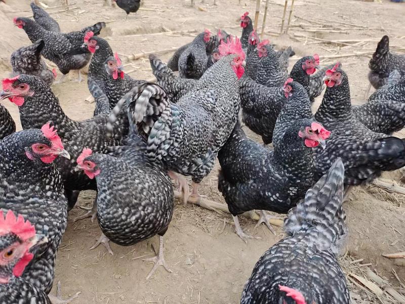 优质芦花鸡受精种蛋新鲜五黑鸡受精种蛋。红玉鸡种蛋