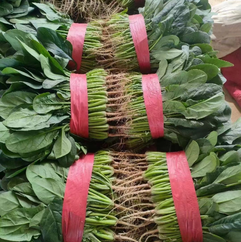 大叶菠菜，产地直发，品质上乘，全国发货，支持视频