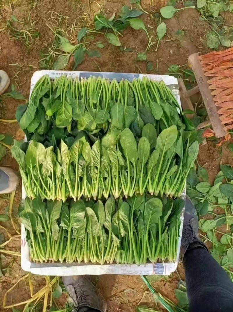 大叶菠菜，产地直发，品质上乘，全国发货，支持视频