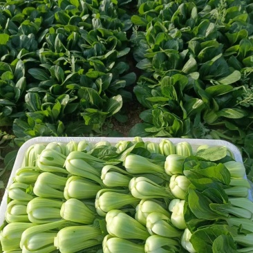 油菜