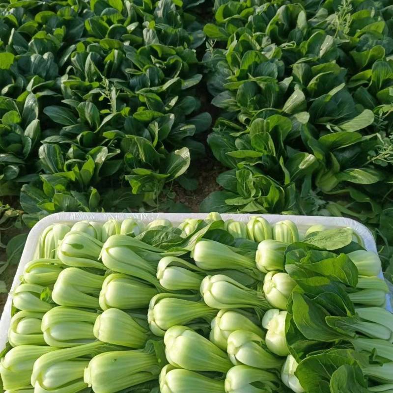 油菜