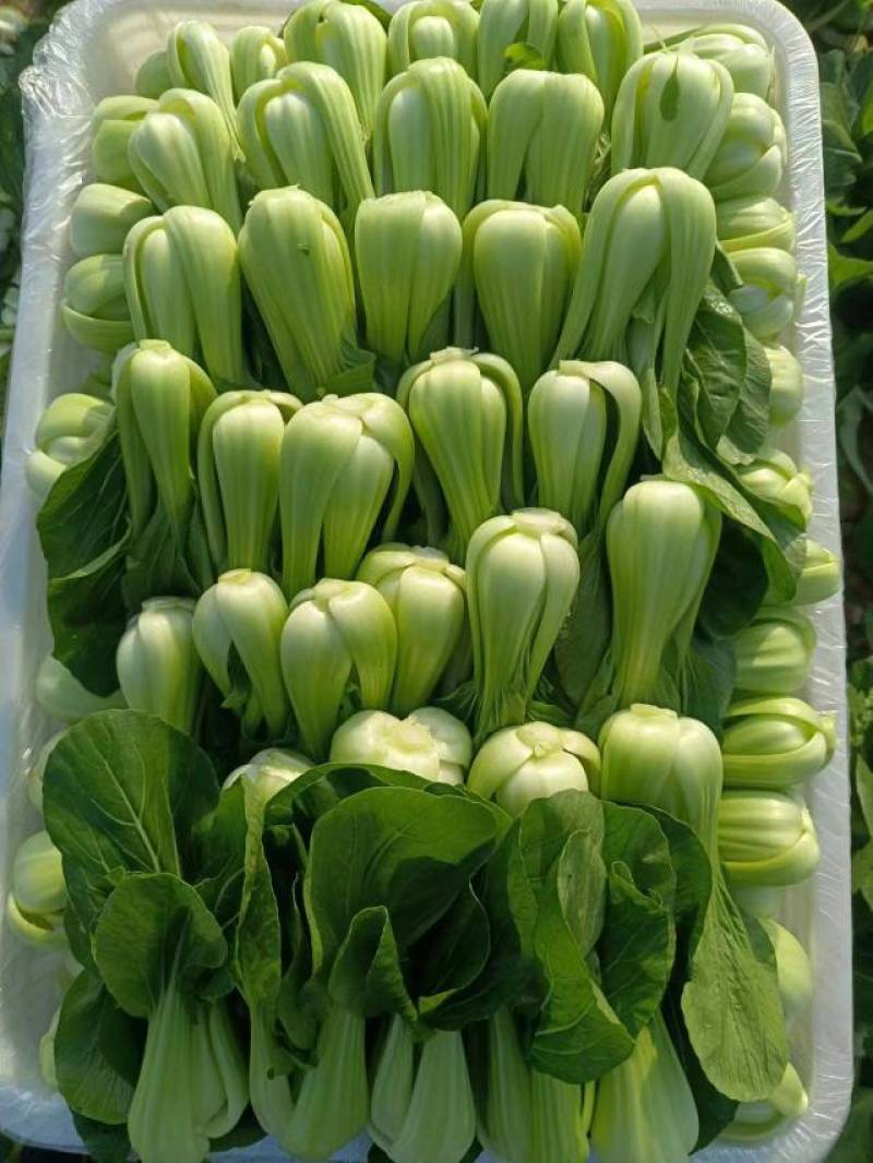 油菜