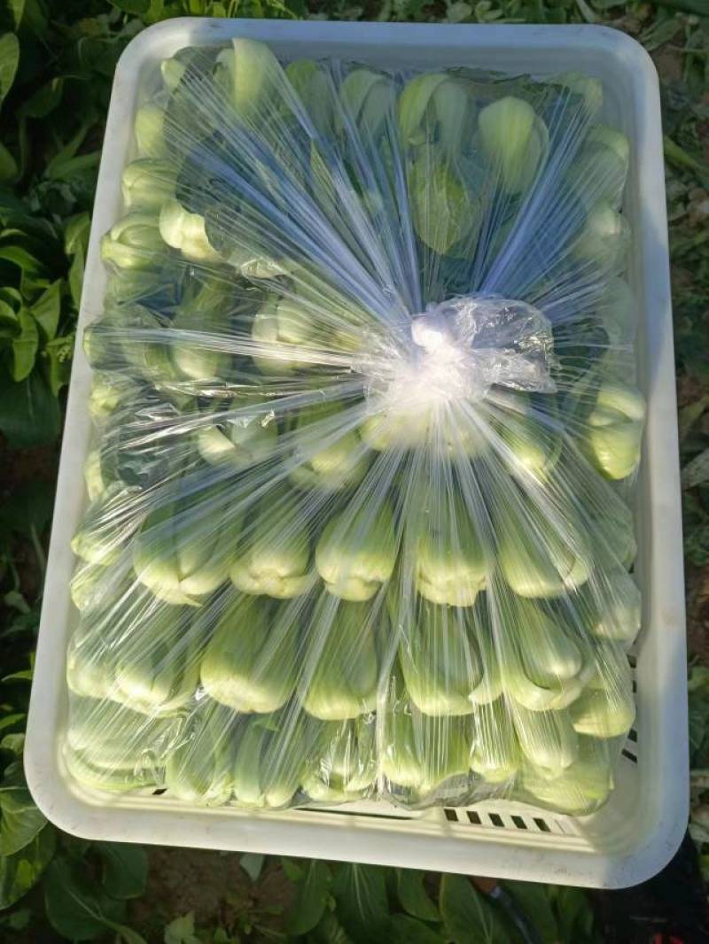 油菜